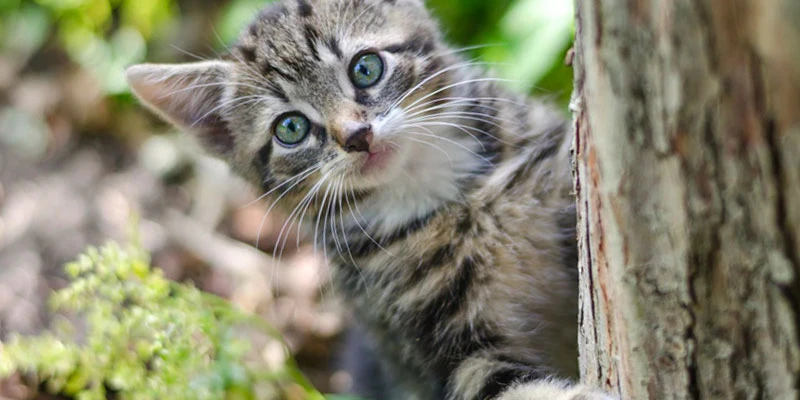 Cani e Gattini Cover Image